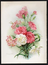 c1907 Tiny Frances Walker Pink & White Carnations Vintage Botanical Print