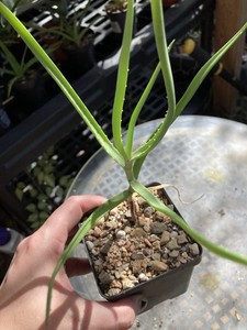 Aloe decaryi 4” Pot Live Succulents