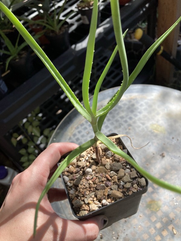 Aloe decaryi 4” Pot Live Succulents