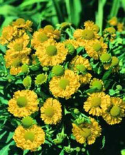 50+ Helenium Hoopesi Golden Flower Seeds / Perennial