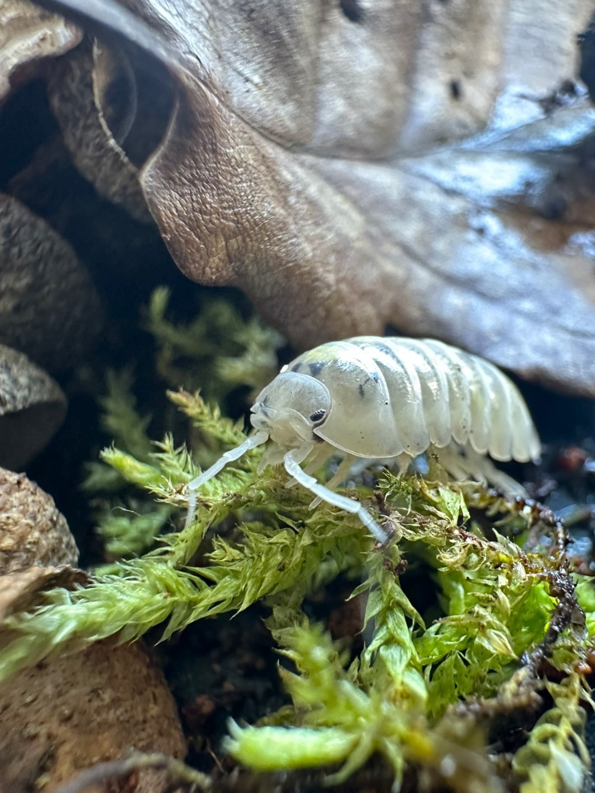 Isopodes Armadillidium Vulgare Magic Potion | Lot de 10 détritivores de terrarium