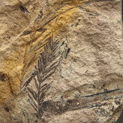 PLANT FOSSIL-Taxodium dubium- Neogene, Miocene- Doly Bilina- CZECH REPUBLIC 7F55