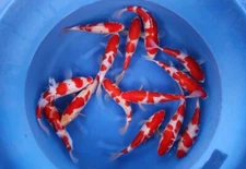 LOT OF 6 QTY HQ KOHAKU  Tosai 9-10” JAPANESE Koi live fish standard fin A1koi