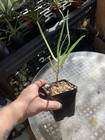 Aloe decaryi 4” Pot Live Succulents — photo 2