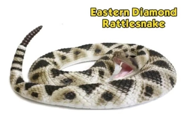 rubber rattlesnake