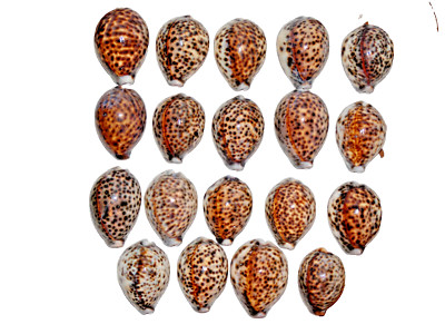 Lot (19) Cypraca Tigris Linnaeus, Tiger Cowrie Shell 57mm-73mm Indo Pacific