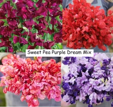 Sweet Pea PURPLE DREAM MIX  Fragrant Climbing Vine Flowers Non-GMO 15 Seeds!