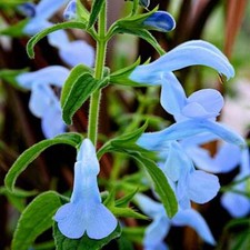 SALVIA BEYOND BLUE PLANT AROMATIC ORNAMENTAL SAGE PERENNIAL 9CM POT