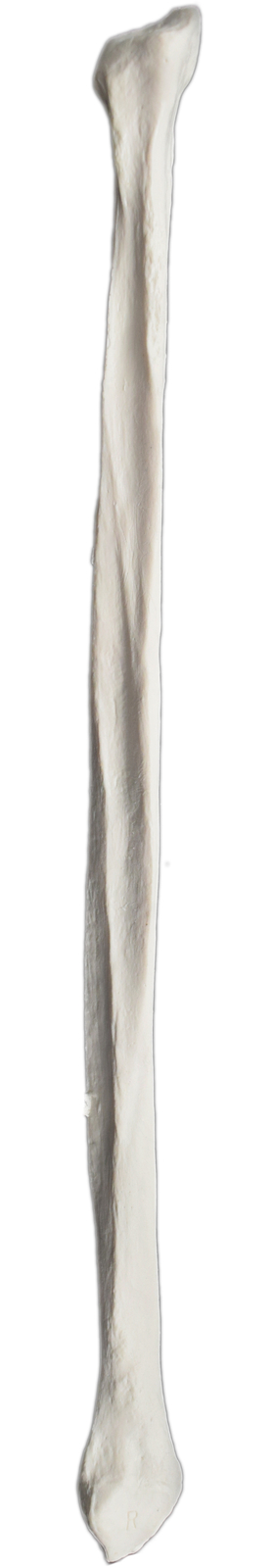 Fibula Bone - R - Anatomically Accurate, Detailed Human Bone Replica - hBARSCI