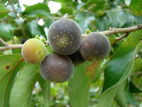 Exotic Seeds - Dovyalis Hebecarpa, 10 Samen