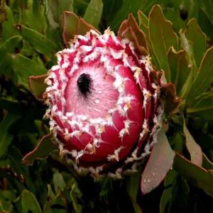 Protea Plant | eBay