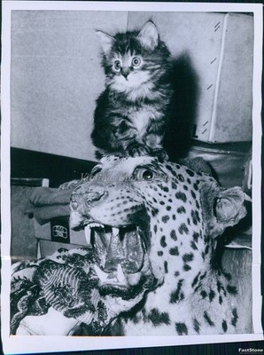 1961 Photo Kitten Charlie Perched Atop Stuffed Leopard In London Animals 7X9