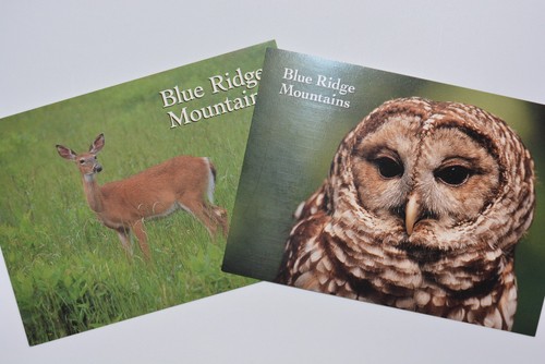 Lot (2) White Tailed Deer & Barred Owls, Blue Ridge Mountains Postcards ...