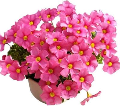 Oxalis Iron Rubra Bulbs 2-6 Bulbs(10G) Good Luck Plant Fast Growing Year round C