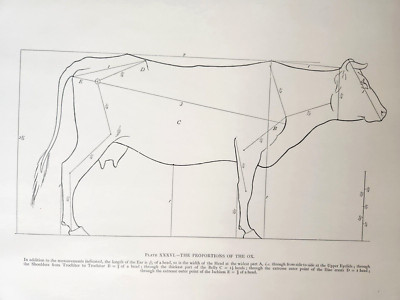 Proportions Of The Ox Ernest Thompson Seton Vintage 1977 Book Art Print