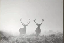 New IKEA BJORKSTA Deer In Fog, Print on Canva 78 3/4 X 55" LAST CHANCE - BIGGESt
