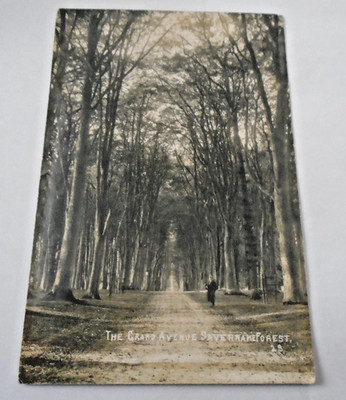 the grand avenue savernake forest malborough (eb10