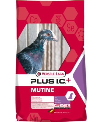 l carnitine for racing pigeons The main ingredient of Carni-Speed® is L-carnitine. This substance, which  is similar to a vitamin, plays a central role in the metabolism of pigeons.  With a dosage of 10 ml/litre drinking water the main image 1