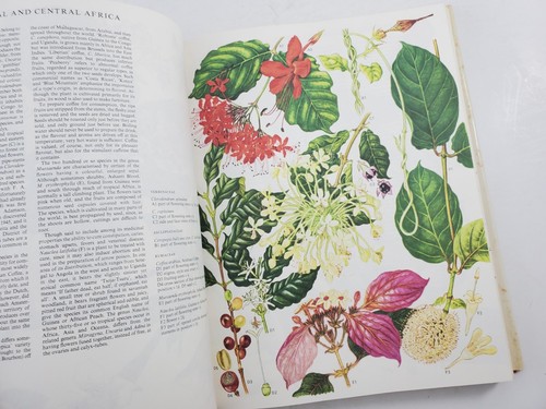 Wild Flowers of the World Painting Everard Text Morley Illustrated 1988 - Picture 10 of 14
