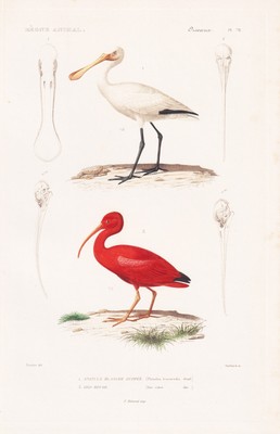 Platalea leucorodia Ibis Eudocimus ruber birds Vögel engraving Stahlstich Cuvier