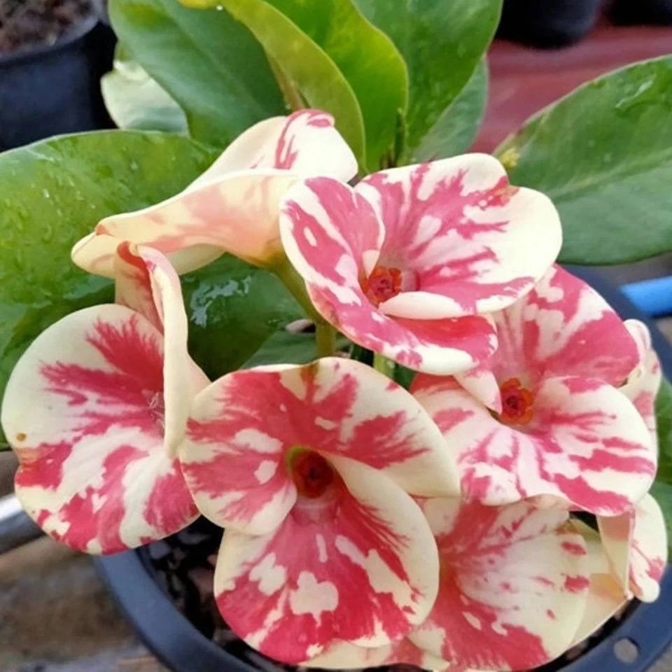 Crown Of Thorns Arisar Thai Hybrid Christ Plant Euphorbia Milii