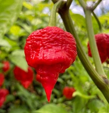20 Authentic 2025 Trinidad Scorpion Butch T Red Premium Pepper Seeds-C 15