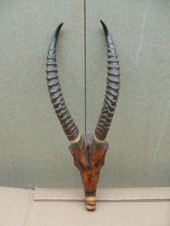 Antique Taxidermy Horns Leather Bound Skull Antlers Antelope African Impala