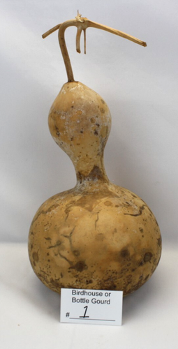 Birdhouse/Bottle Gourds All Sizes Dried, Roughly Cleaned, Seeds Still Inside - Picture 2 of 23