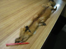 Tanned Red Fox Hide Furs Coats Taxidermy #  00001036 Row A-4