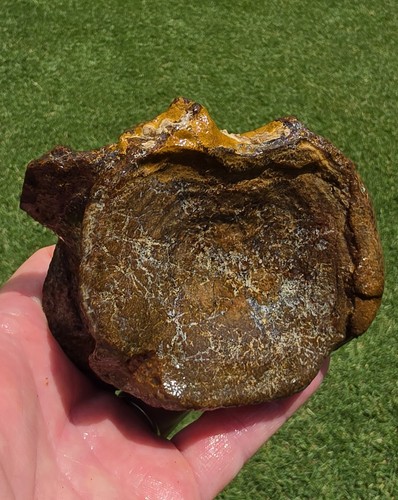 *RARE* Elasmosaurus Plesiosaur Vertebrae N Texas Mosasaur Fossil 