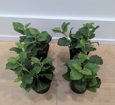 LOTE DE 4 IKEA FEJKA Plantas Artificiales…