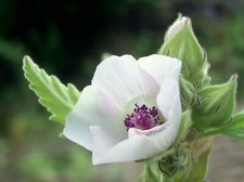 150 Graines de Guimauve Officinale - fleurs plante médicinale méthode BIO