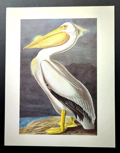 John James Audubon Birds AMERICAN WHITE PELICAN Vintage Book Plate Art Print 410 - Picture 2 of 3