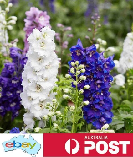 Delphinium Pacific Giants Seeds – Delphinium elatum - Picture 4 of 4
