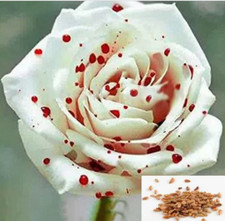 RARE BLOOD DROP ROSE FLOWER Bush plant 10 SEEDS - Combined Shipping USA seller 