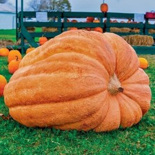 10 Dill's Atlantic Giant Pumpkin Seeds - Heirloom ---- WORLD RECORD --- NON GMO