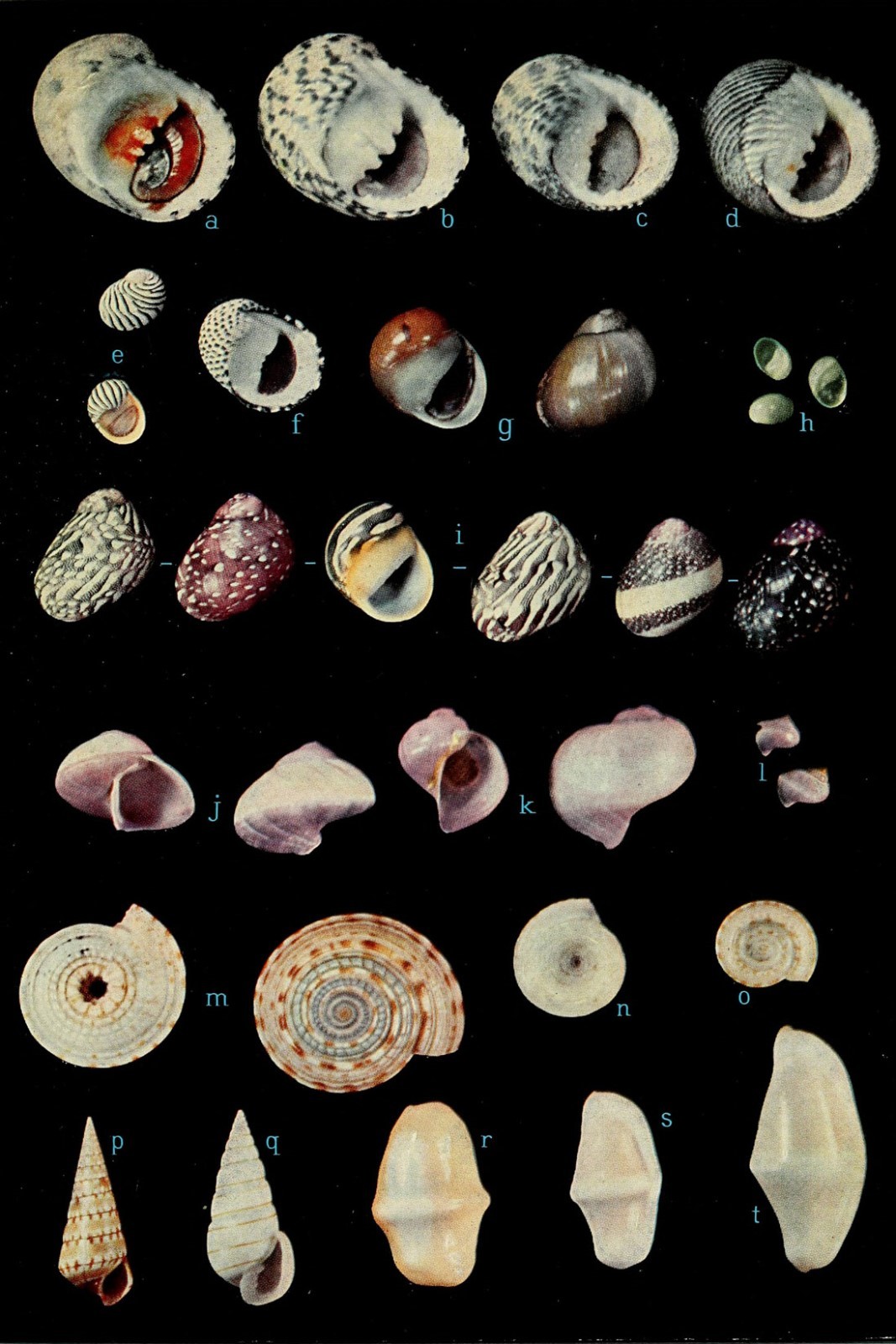 Poster, Many Dimensiones; American Seashells Sea Shells 1954 Poster, Many Dimensiones; American Seashells Sea Shells 1954