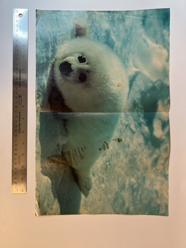 Seal Poster Never Used 1982 Troll Associates