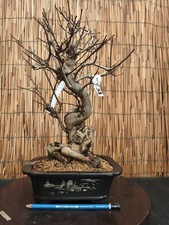 Bonsai di Melograno Neikan h 37cm Visita il mio negozio!