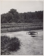 Avery Island LA bird sanctuary Jungle Gardens 1941 - Original Photo
