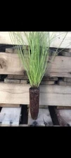 100 Containerized Longleaf Pine Seedlings (NOT BARE ROOT)