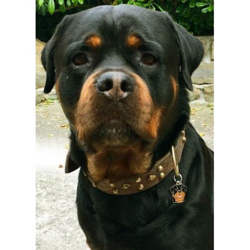 Dog name ID Tag Rottweiler, Engraved, Personalized, Handmade - Picture 7 of 11