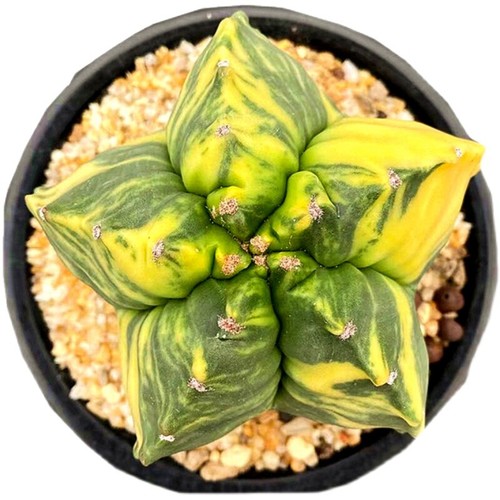 5CM Sukkulente Kaktus Pflanze Astrophytum Myriostigma Kikko Variegata Hausgarten