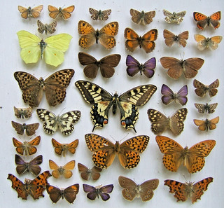 A MIXED BOX OF 37 BRITISH BUTTERFLIES FOR ARTISTS OR FRAMERS