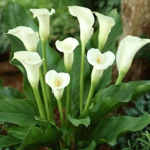 1 AETHIOPICA ZANTEDESCHIA/Calla Lily - Top Size Bulb/Bulbs