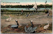 Pelican Nesting Ground Florida FL River & Sailboat In The Distance Postcard