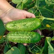 CUCUMBER SEEDS - DOUBLE YIELD - ORGANIC - Heirlooms - Non GMO - 1.gram