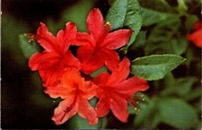 Flame Azalea Great Smoky Mts. Park Tennessee NC VTG Chrome Postcard Unposted A22