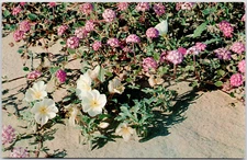 Sand Verbana And Primrose Flowers Plants Beautiful Sand Pink Vintage Postcard