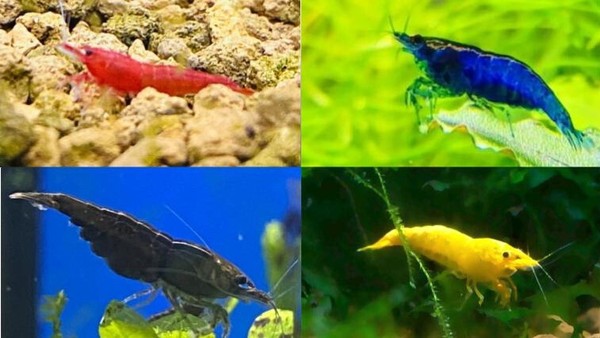 10x GAMBA NEOCARIDINA RED SAKURA, BLUE VELVET, BLACK SAKURA Y YELLOW NEON